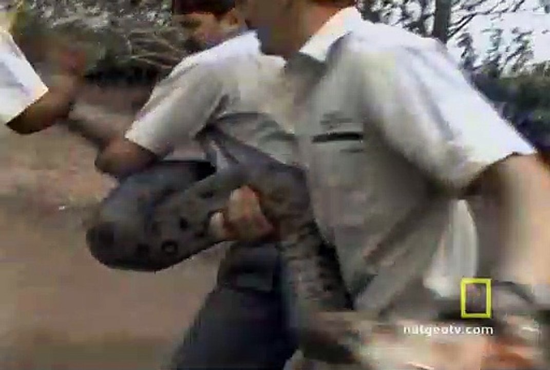 Anaconda Attacks