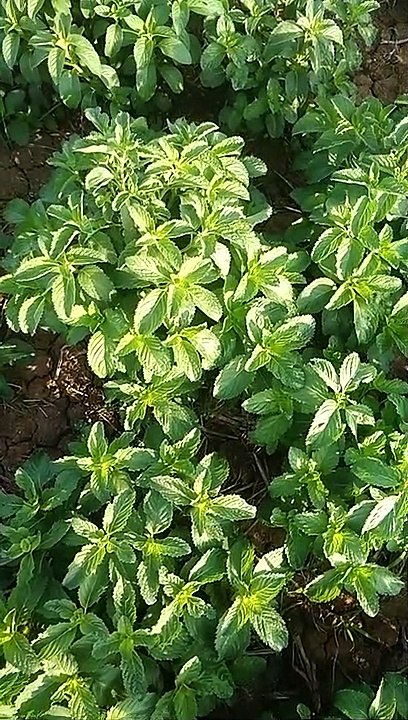 Piperment  Kya Hai   Piperment Kya Hota Hai