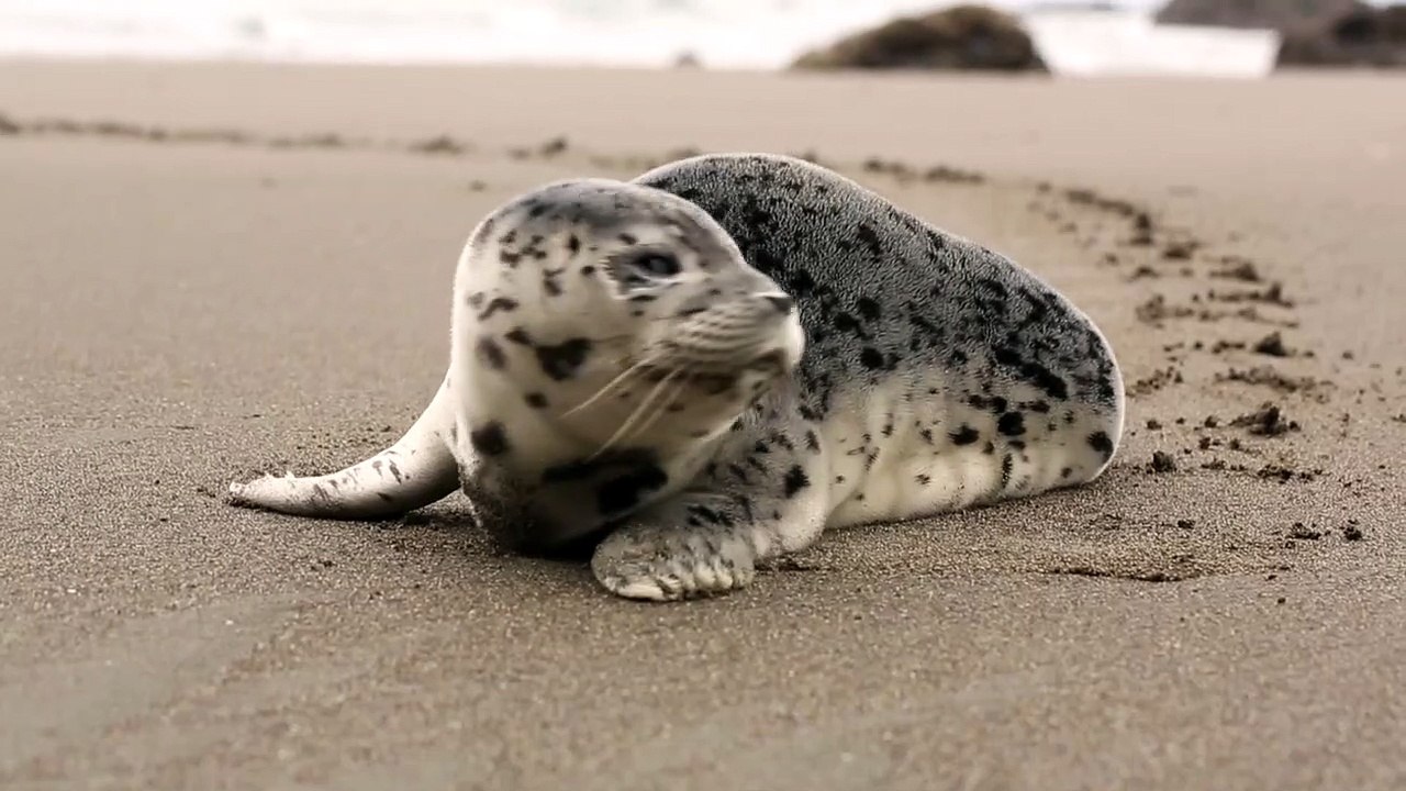 Seal On The Beach || Changder TV
