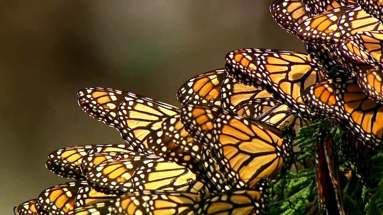 butterfly life cycle