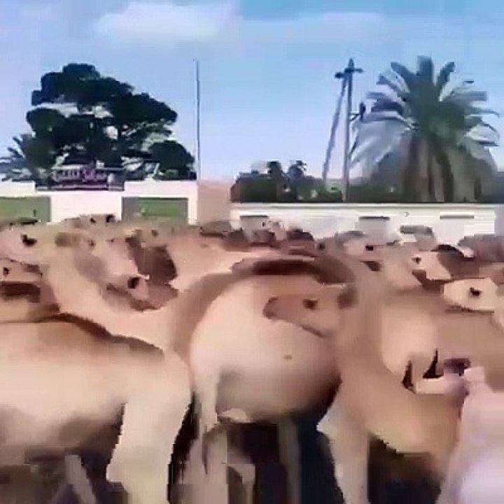 calculate how many camels