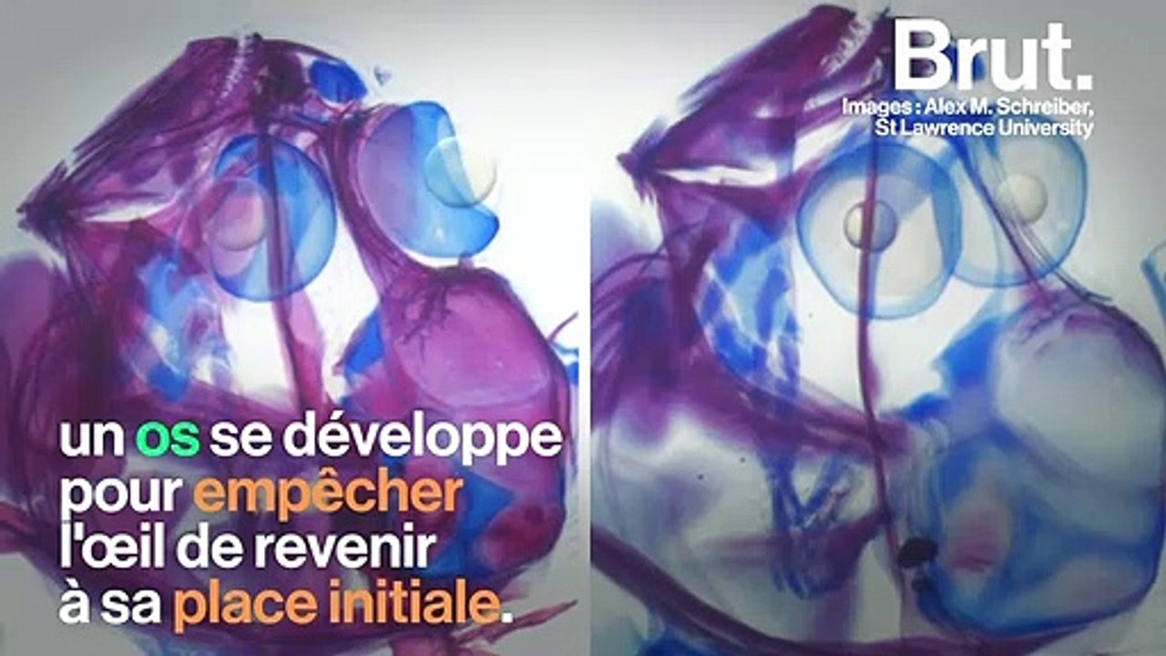 Le poisson plat, as de la métamorphose