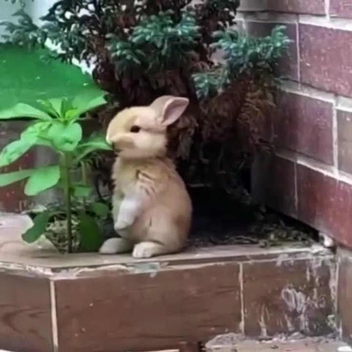 YUM YUM!! BUNNY ENJOY MEAL
