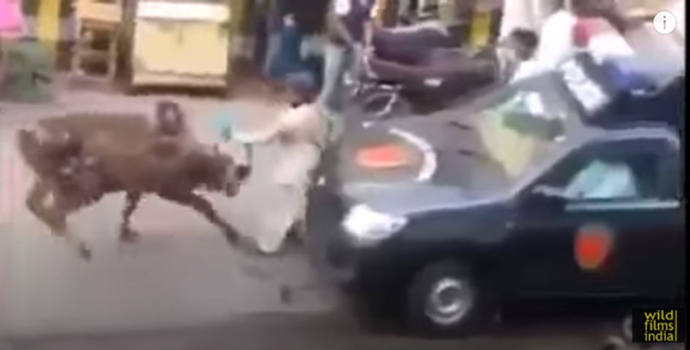 Angry Bull attacks and injures in South Asia