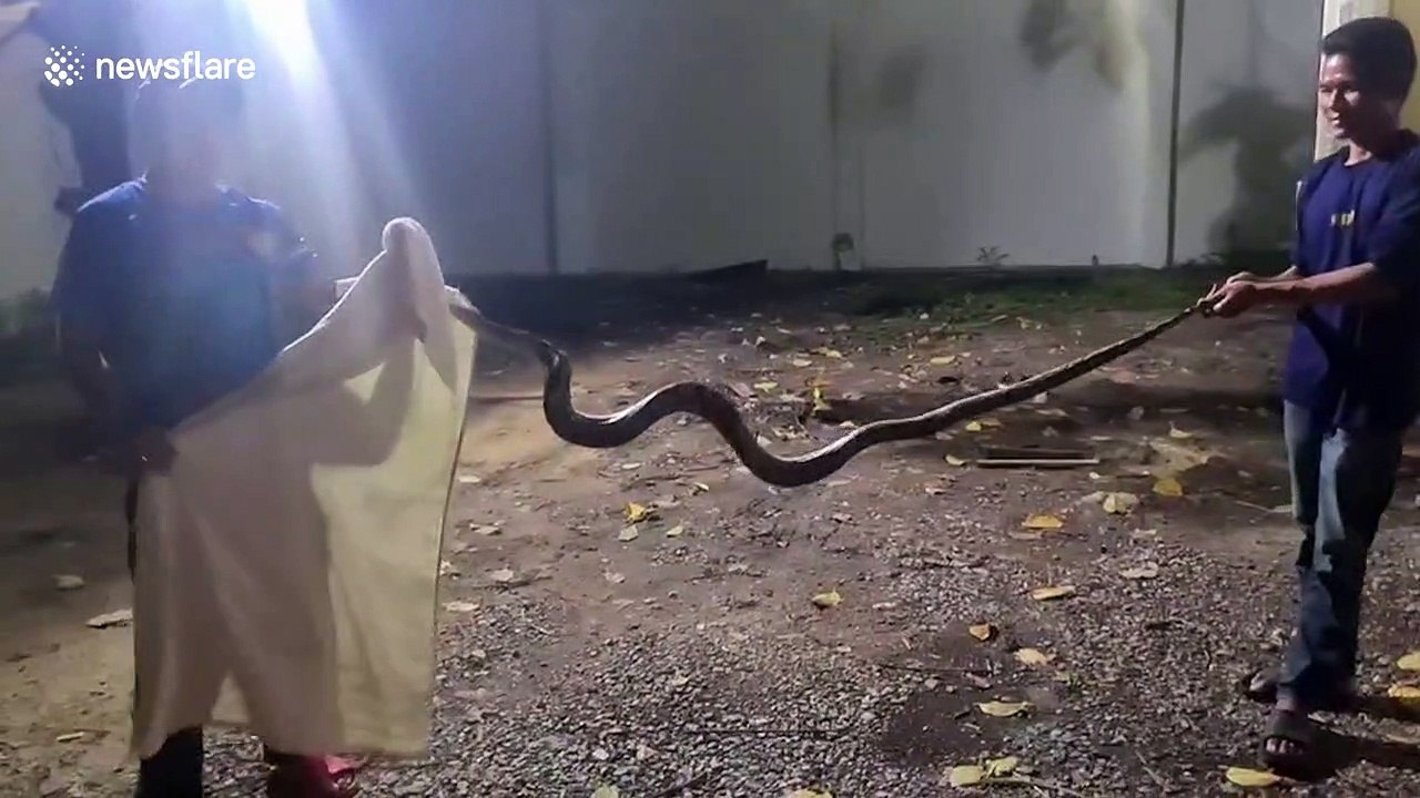 Python caught after trying to eat one-year-old baby in Thailand