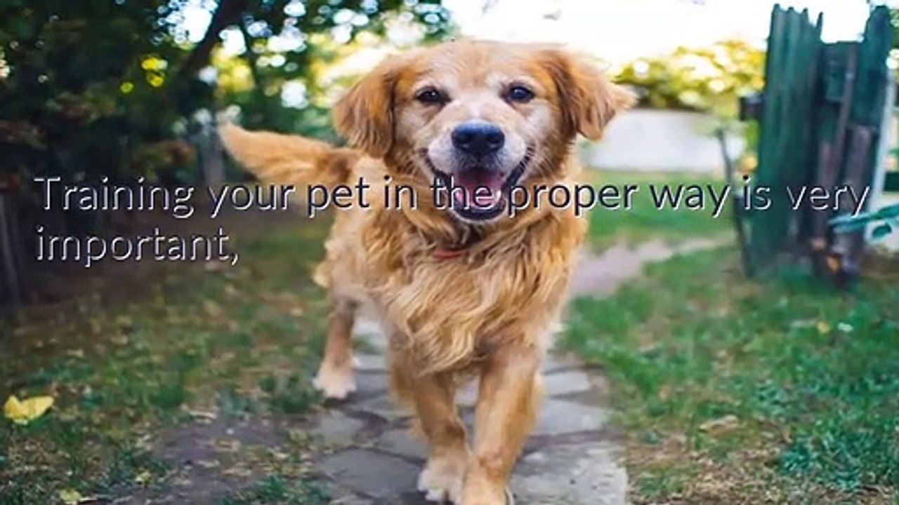 Certifying+Dog+Training+For+Beginners