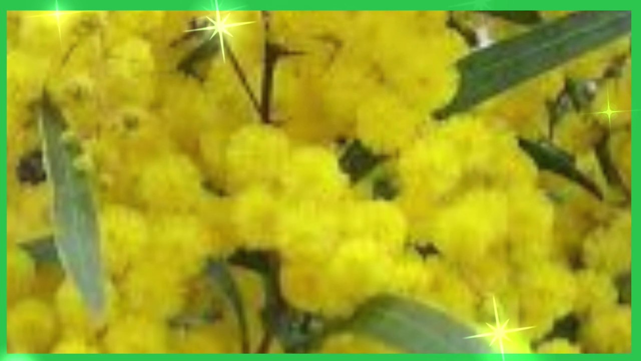 Different Types Of Wattle Trees In Africa And Australia