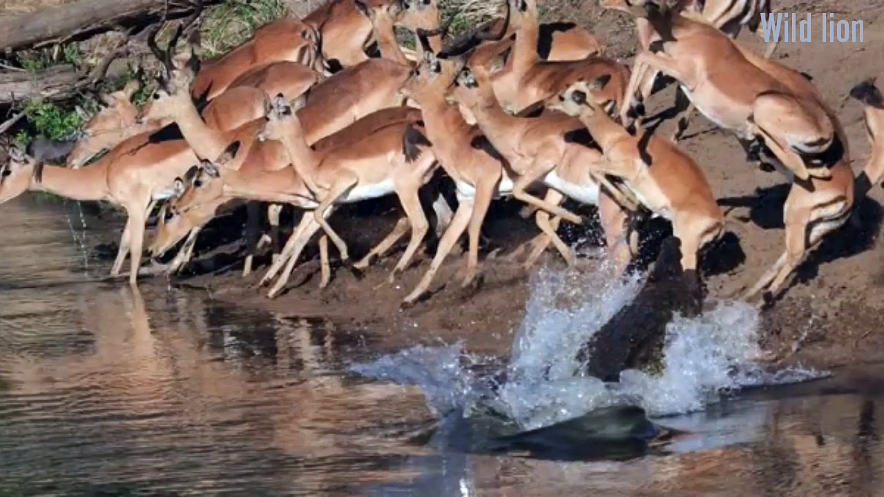 Wow.. Impala Success to Protect Life From Crocodile