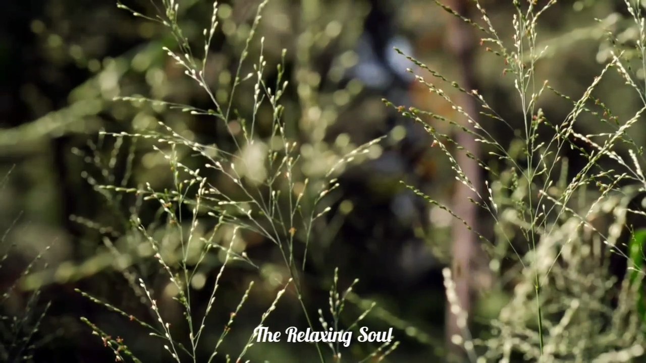 Relaxing Music | Piano Music | Sleep Music | Meditation Music | Romantic Music....