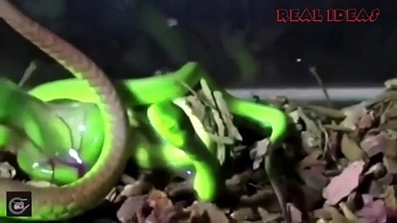 The snakes that give birth and the ones that lay eggs, see the difference between them