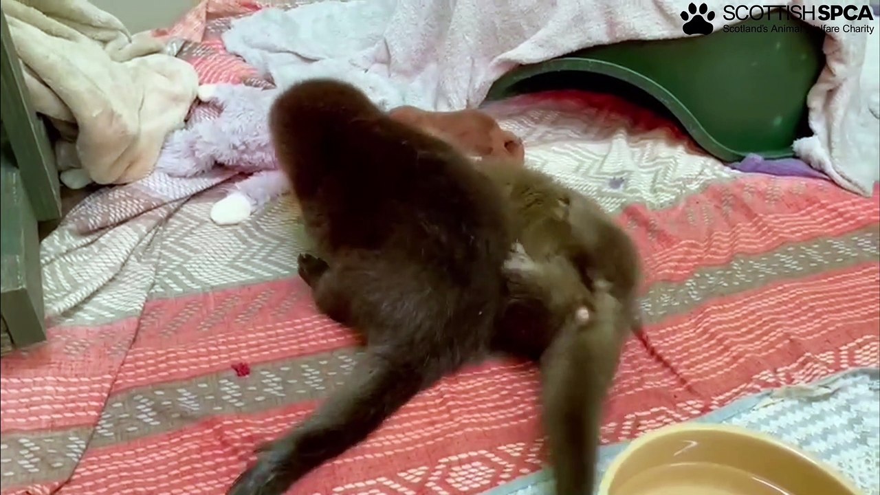 Scottish SPCA: Otters Linton and Lunan