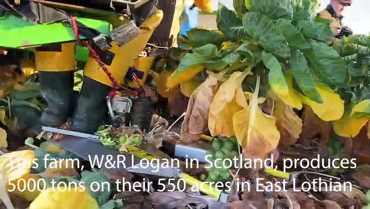 Brussels Sprouts: The Essential Guide to This Controversial Vegetable