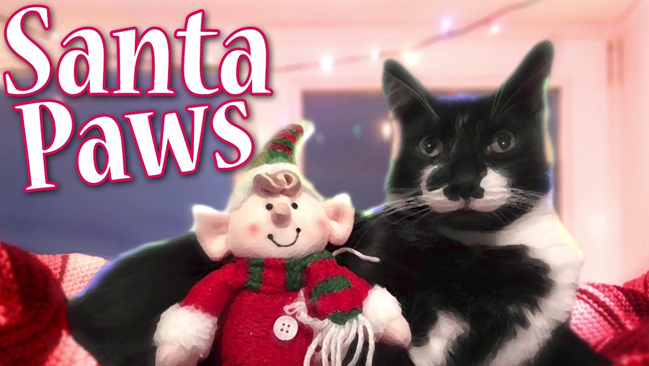 Santa Paws: send us your photos!