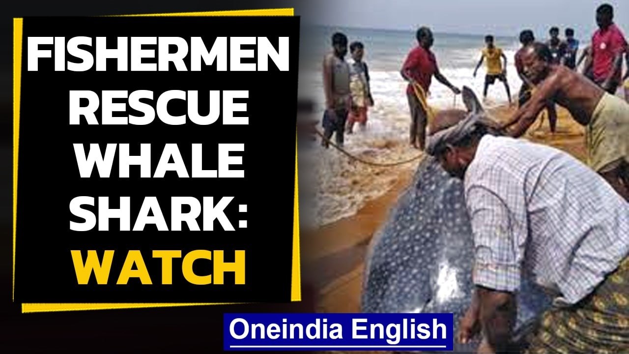 Kerala fishermen save whale shark | OneIndia news