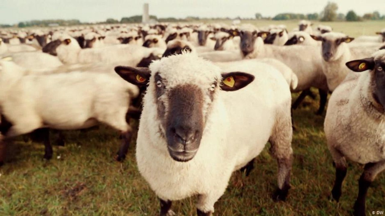 كيف يذبح الخروف في ألمانيا