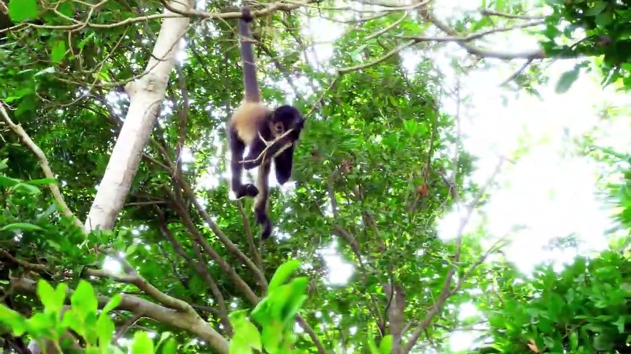 8K VIDEO ULTRA HD - Collection of Animals HDR (60FPS)