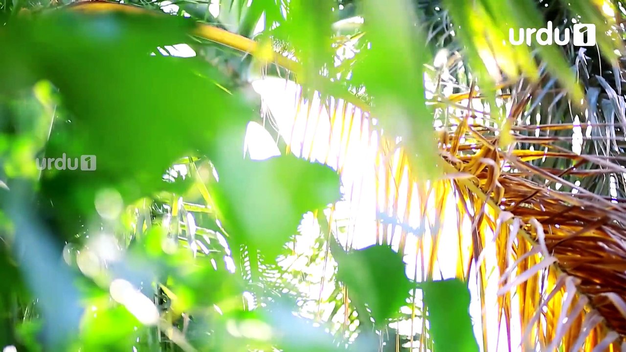 Gustakh Ishq - Episode 21 | Urdu1 ᴴᴰ Drama | Iqra Aziz, Noor Khan, Zahid Ahmed