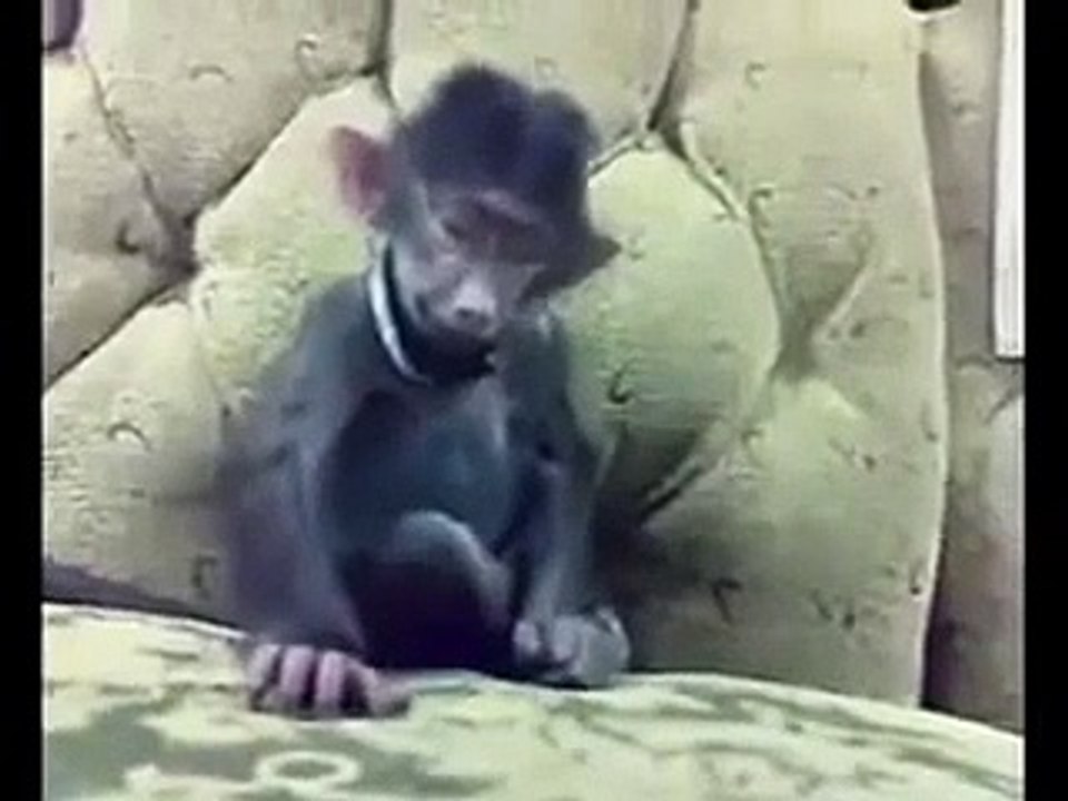 Monkey Laughing || Very Funny Short