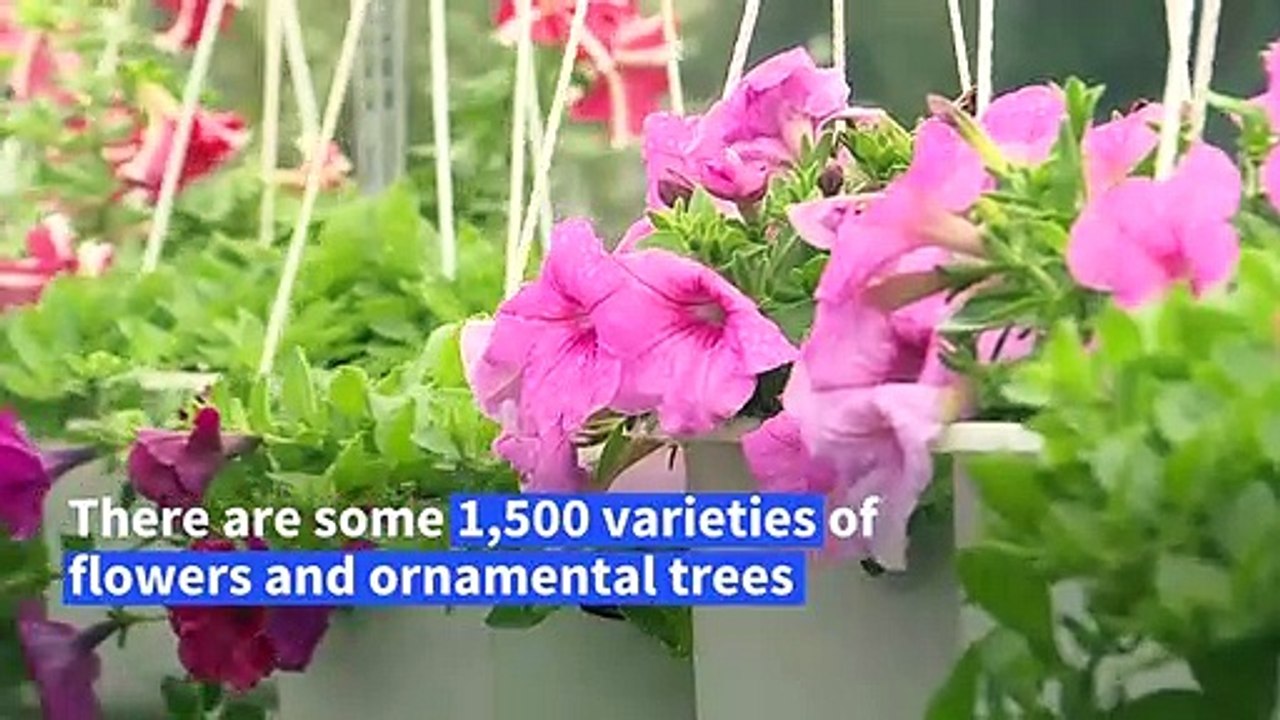 Flower village in Vietnam’s Mekong Delta gears up for Lunar New Year