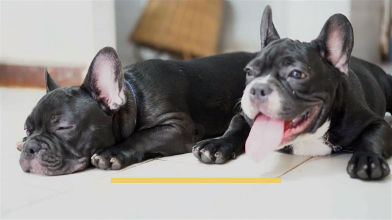 Popular Family-Friendly Dog Breeds