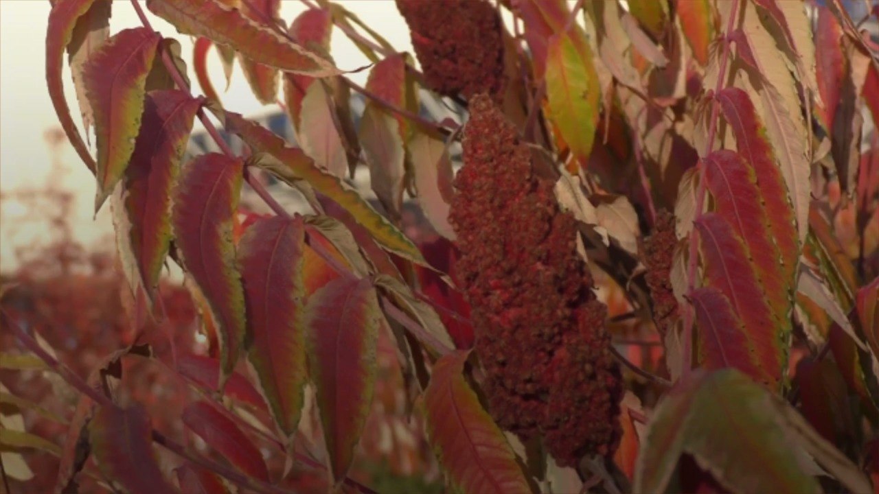 What Is Sumac?