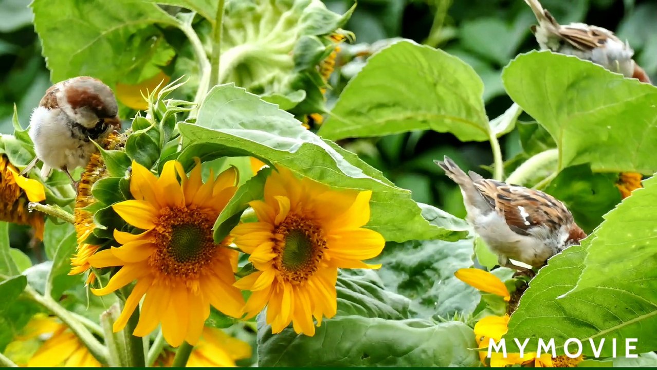 Birds in 4K Ultra HD 🐦