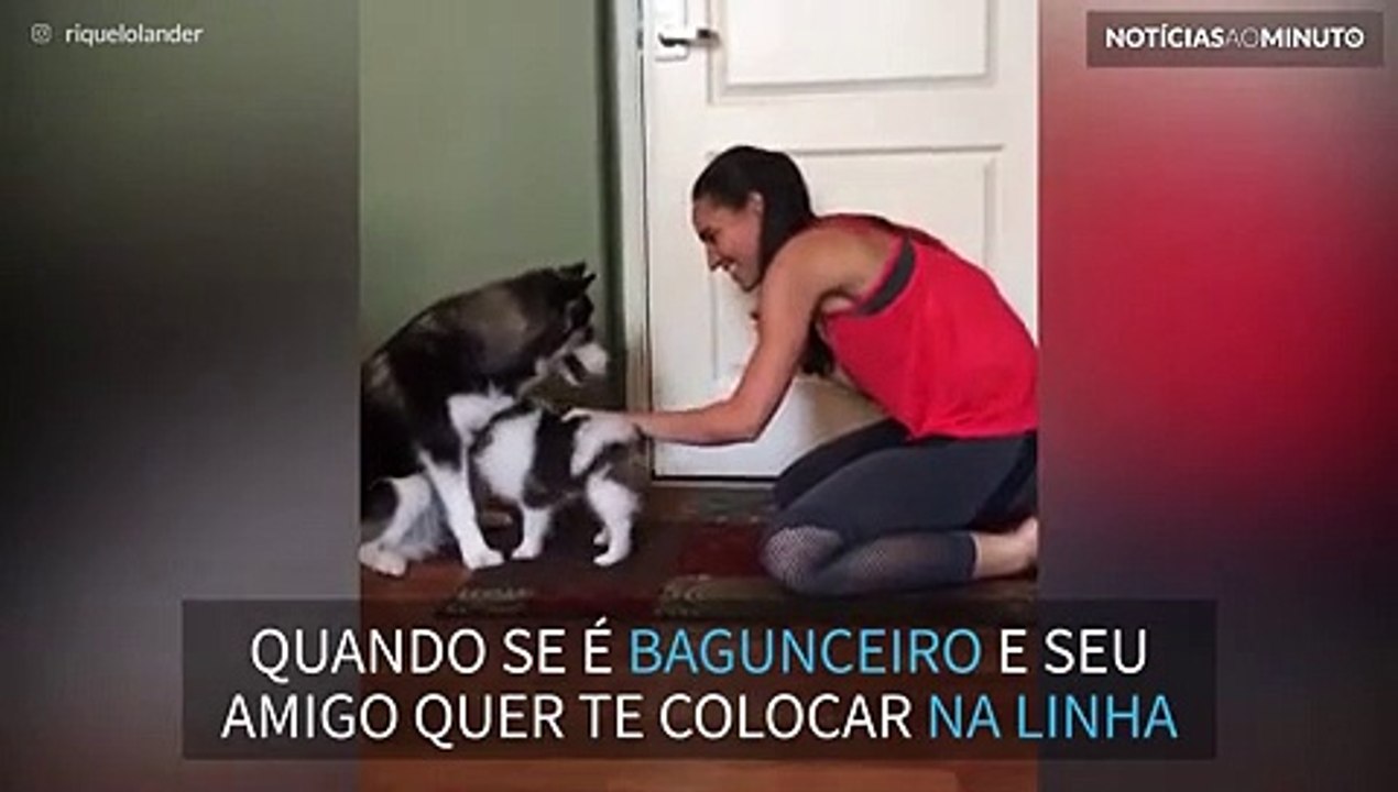 Como Ensinar um Cão Filhote a Sentar