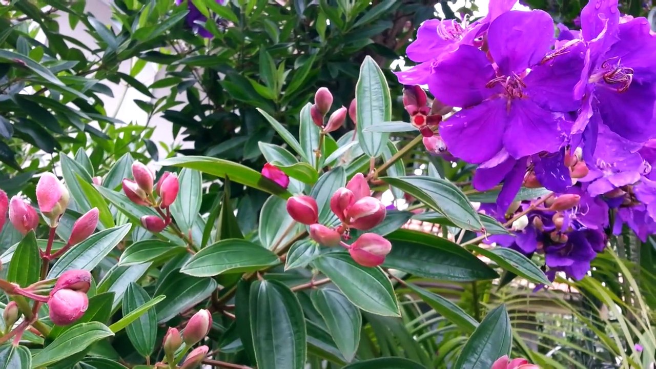 Miriam Maria - “Manacá”