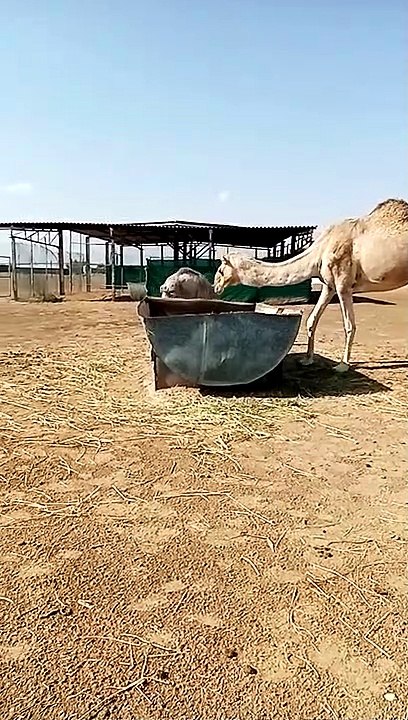Camel In Desert In UAE
