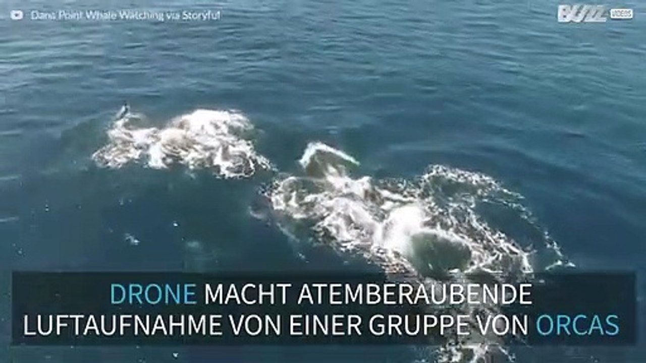 Gruppe von Orcas in Kalifornien gesichtet