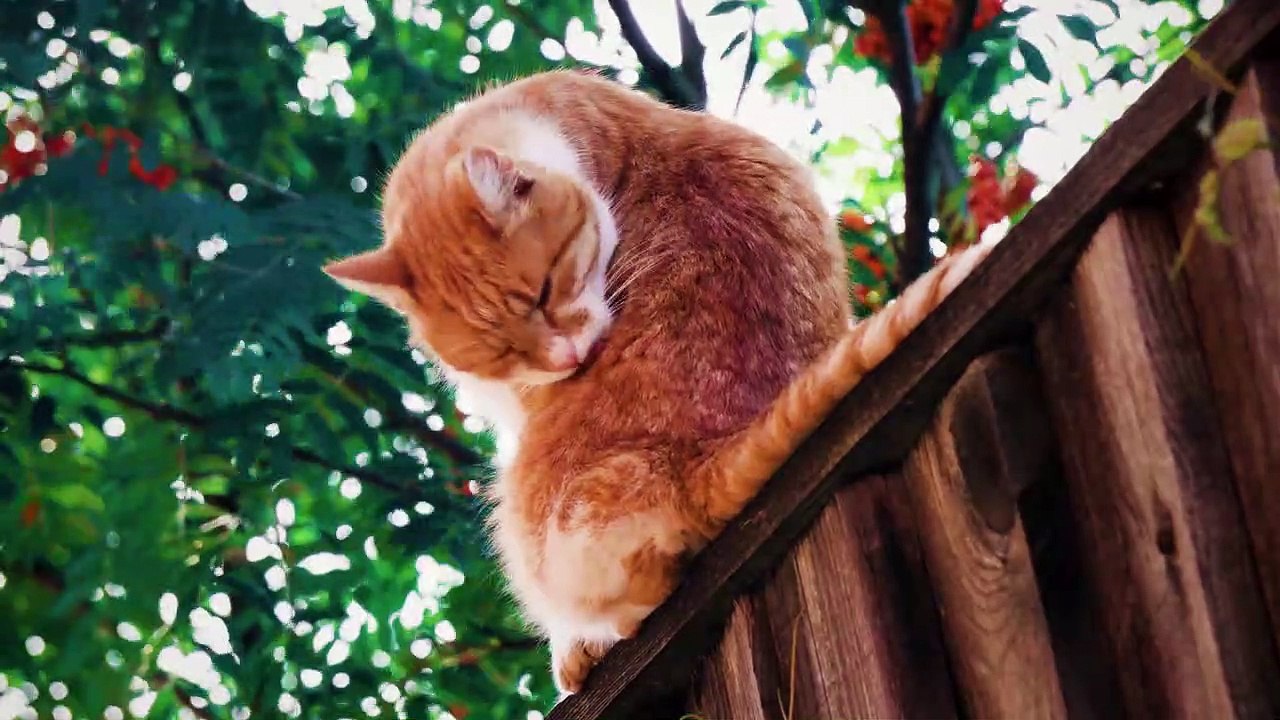 Discover the Fascinating World of Cat Breeds 🐱