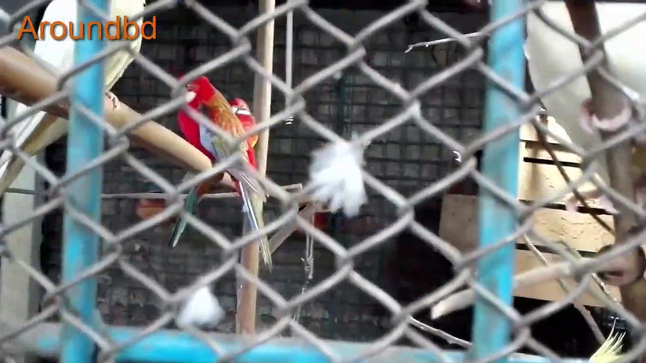 Lear Animals in world Different Types of brids in the world All types of Birds in the world