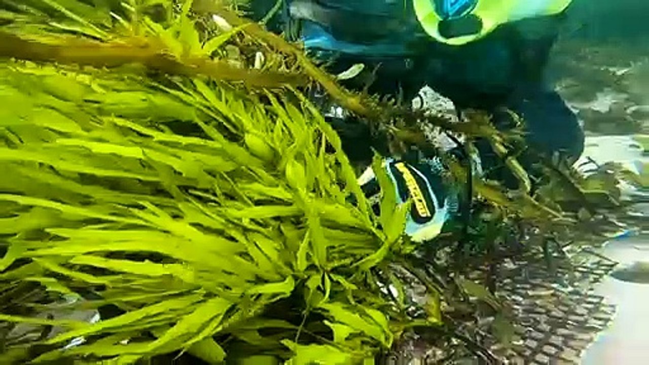 Seaweed is being used for festival purposes