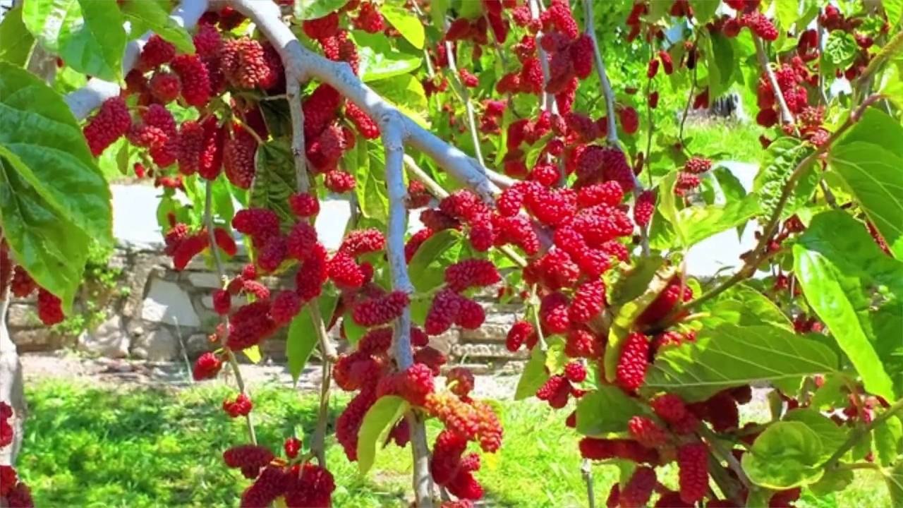 What Are Boysenberries?