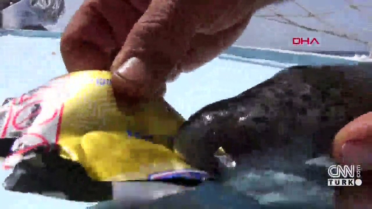 İstilacı türe avlanma desteği