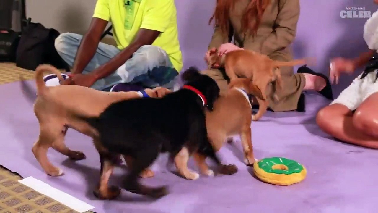 The Cast of Stranger Things Plays With Puppies