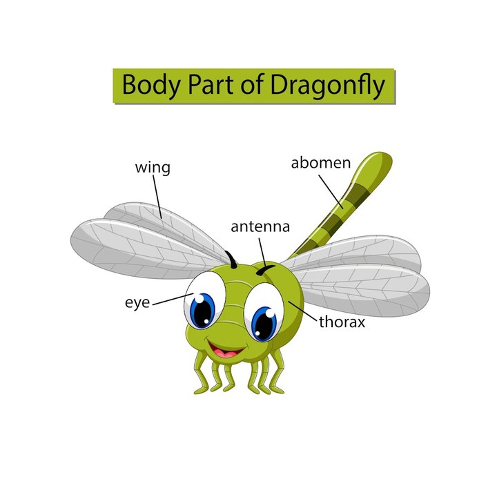Body parts of insects