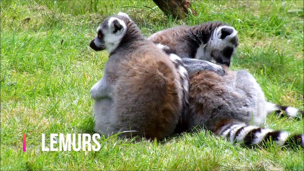 Different & Rare Types Of Monkey In The World