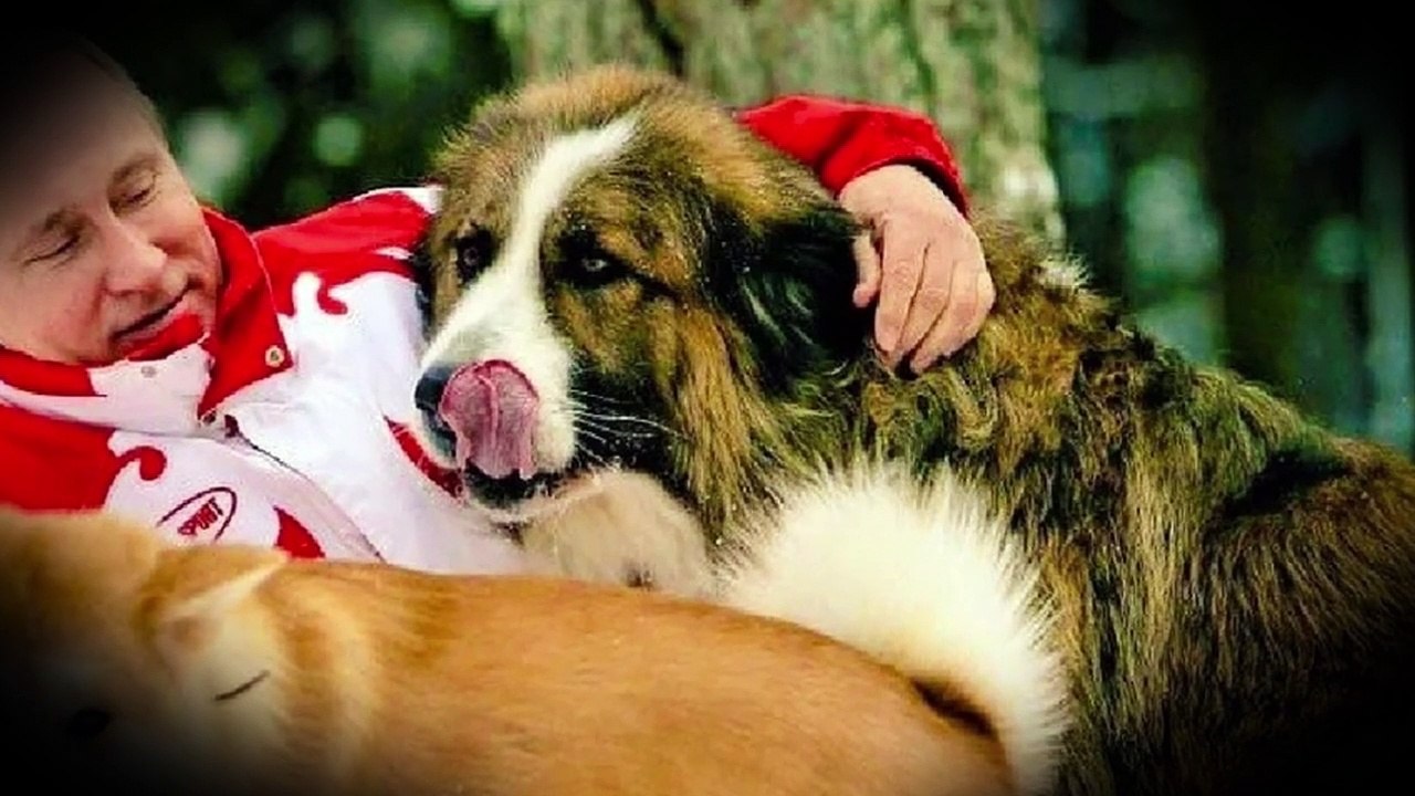 7 Dogs of Vladimir Putin