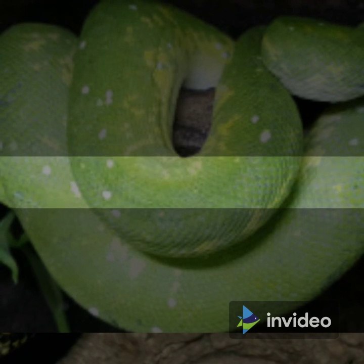 Pythons and their Unique and Beautiful Types