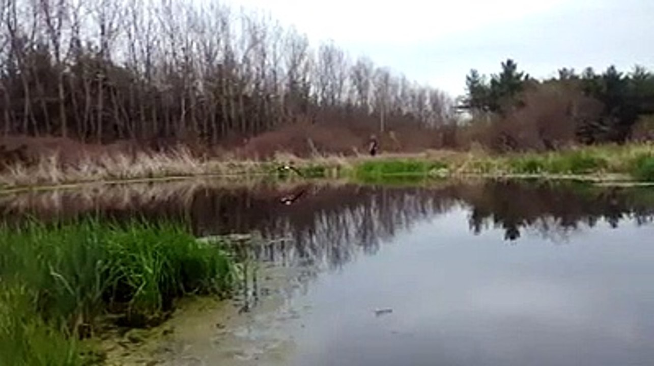 Esta fotografia simétrica de uma águia americana conquistou a internet