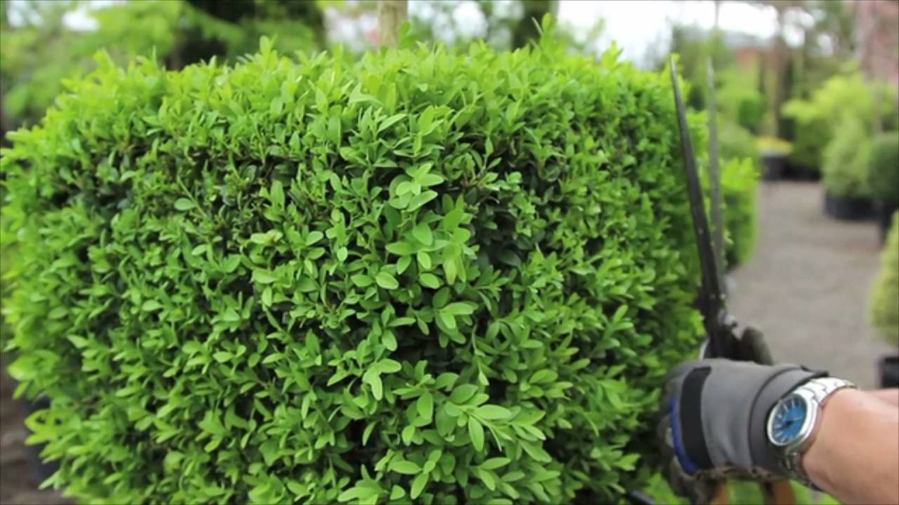 What to Know About Different Types of Pruning Cuts