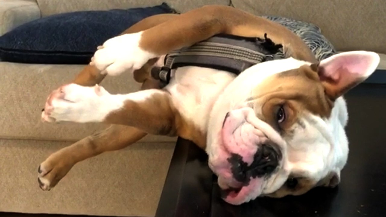 'Snoring Dog Finds Out the Hard Way Why Tables Aren't Meant for Sleeping '