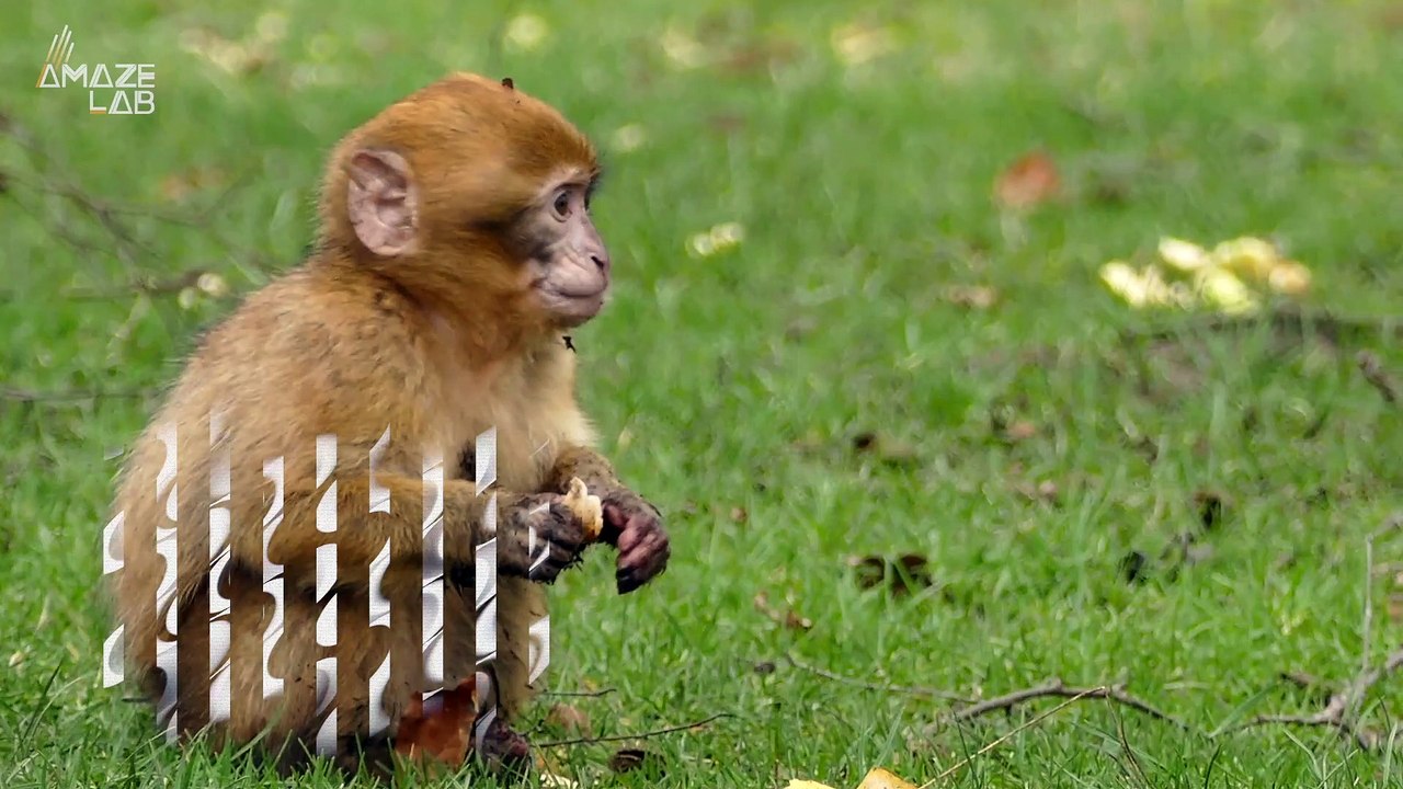 Exploring the Reasons Behind Human Brain Size