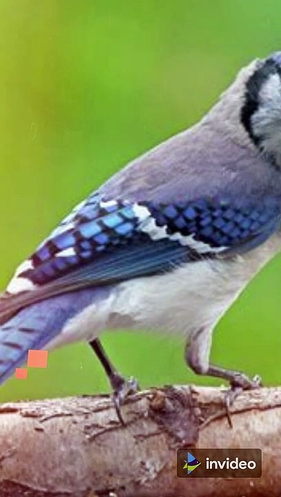 Blue jays aren’t actually blue.