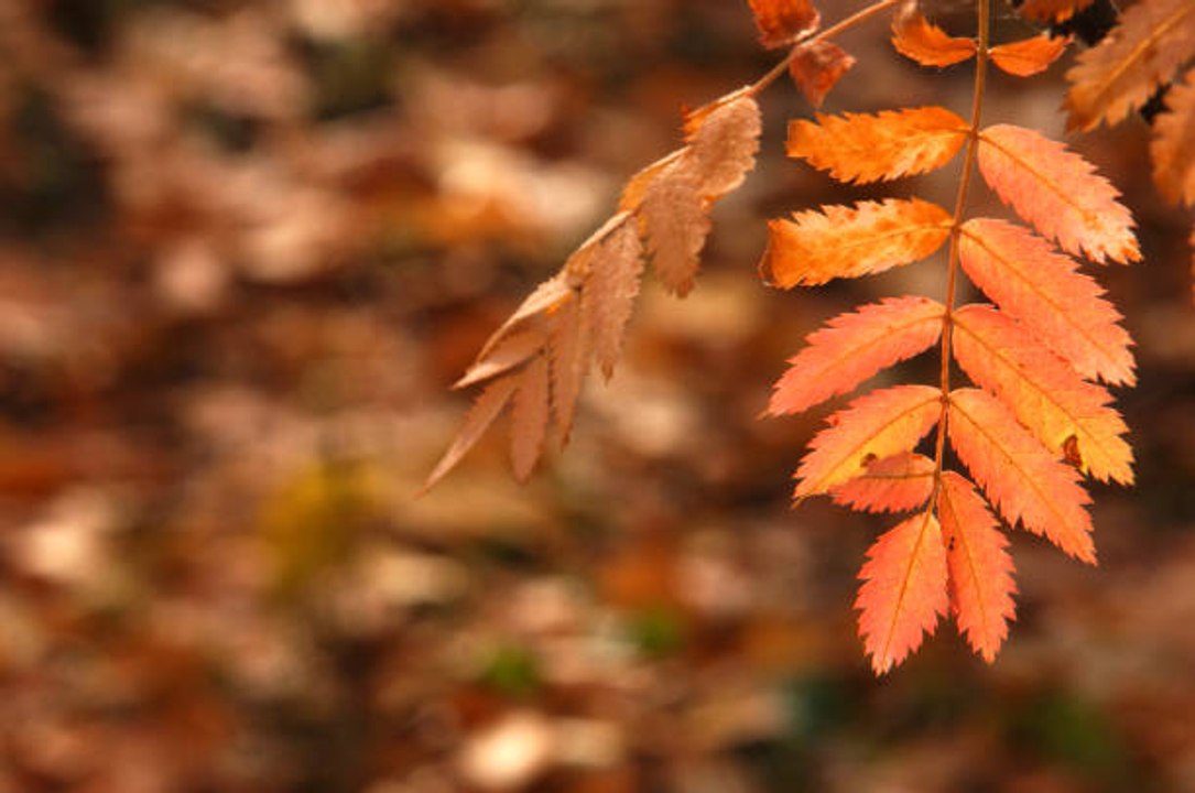 What Is the Autumnal Equinox?