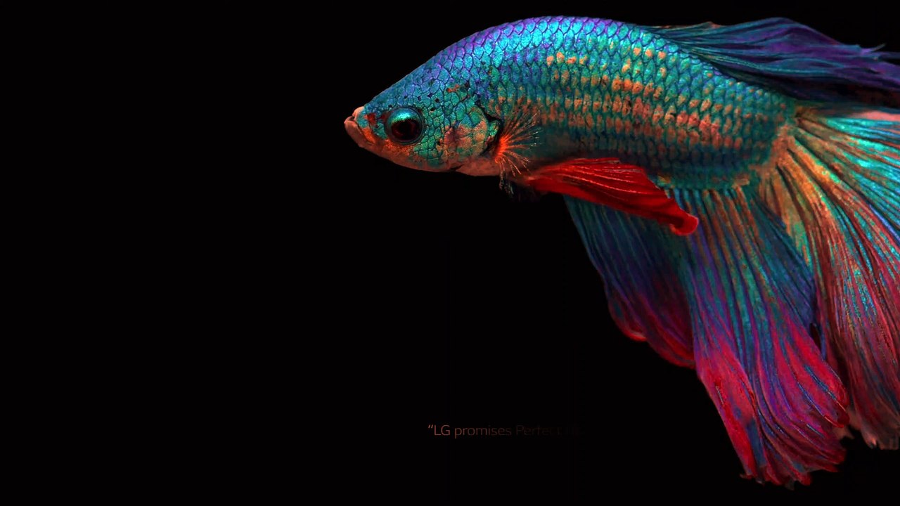 LG 4K Demo: Stunning Picture Quality