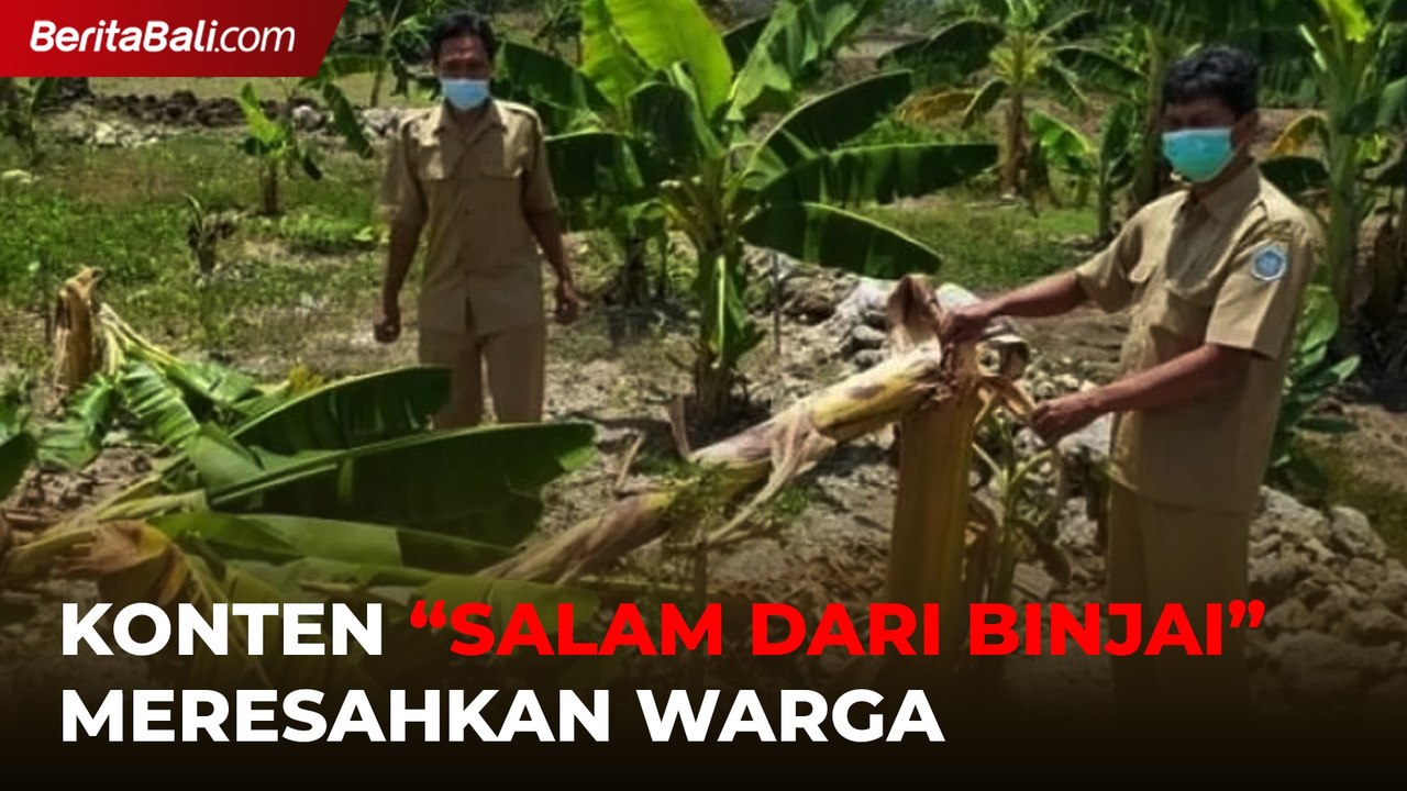 Konten Viral Salam dari Binjai Mengganggu Warga Pemilik Pohon Pisang
