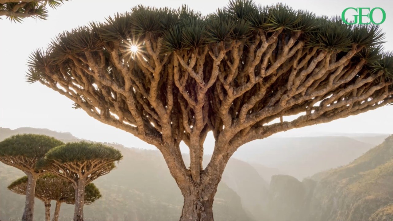 Yémen : le dragonnier de Socotra, un arbre étrange entouré de légendes