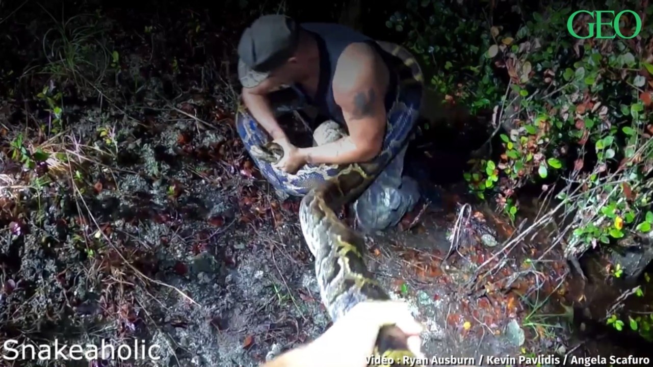Floride : les images saisissantes de la capture d'un python birman géant